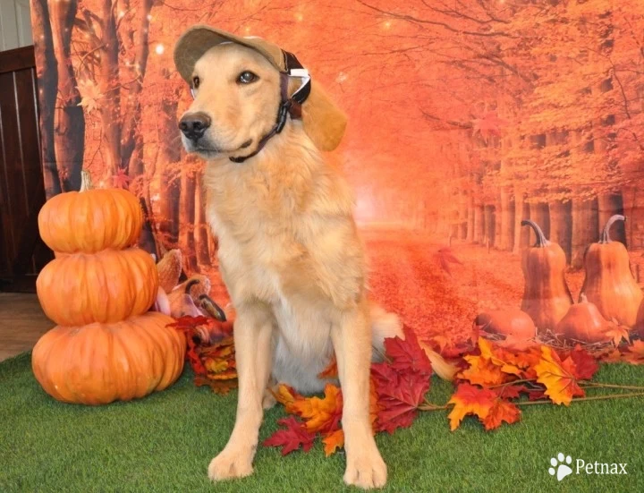 Banjo Golden Retriever