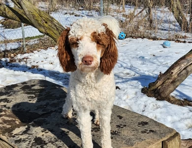 Cosmo Labradoodle