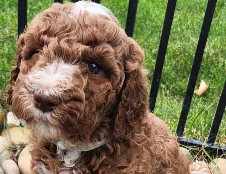 Eli Labradoodle