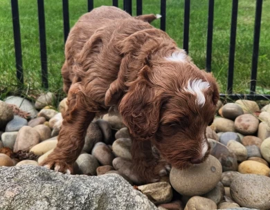 Victor Labradoodle