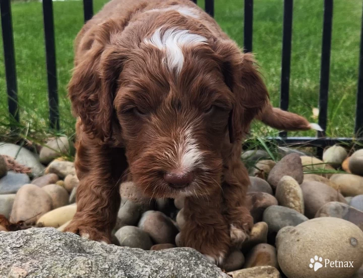 Victor Labradoodle