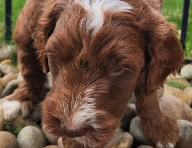 Victor Labradoodle