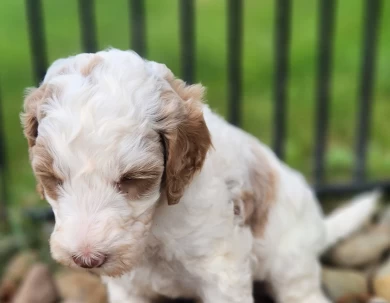 Johnny Labradoodle