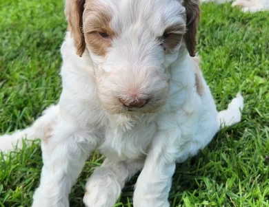 Johnny Labradoodle