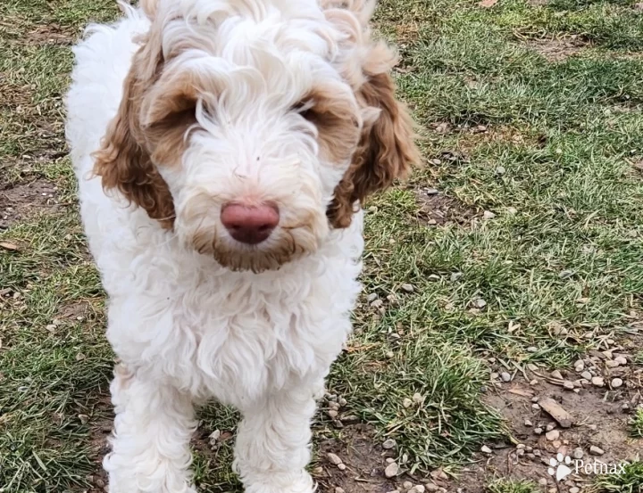 Johnny Labradoodle