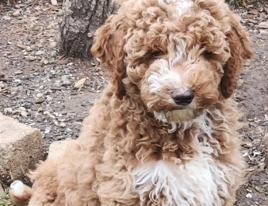 Quincy Labradoodle