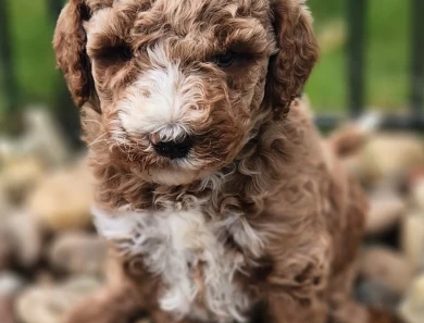 Quincy Labradoodle