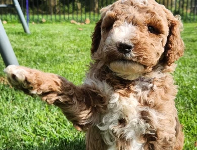 Quincy Labradoodle