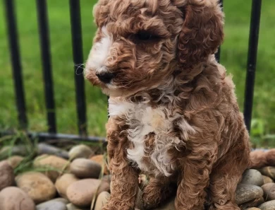 Quincy Labradoodle