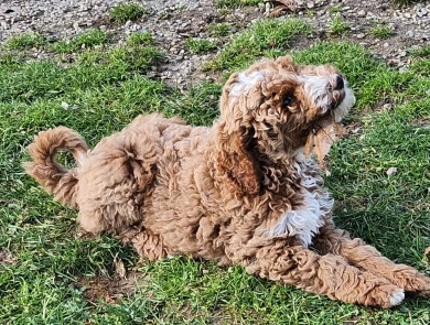 Quincy Labradoodle