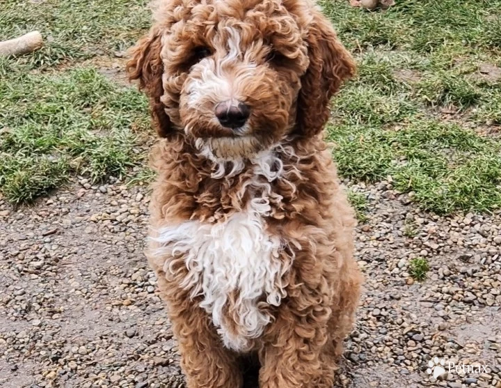 Quincy Labradoodle