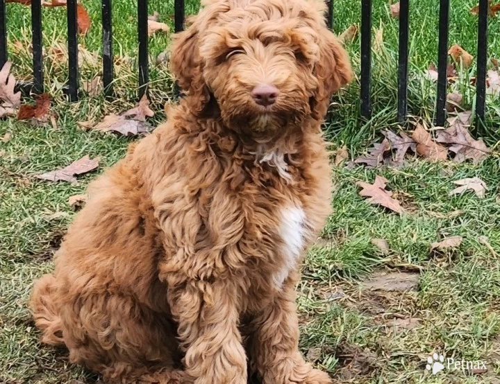 Sullivan Labradoodle