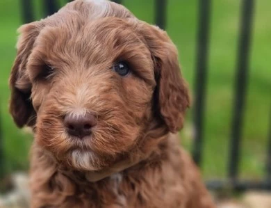 Sullivan Labradoodle