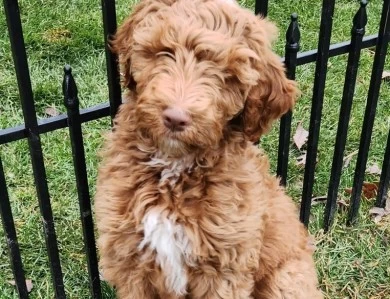 Sullivan Labradoodle