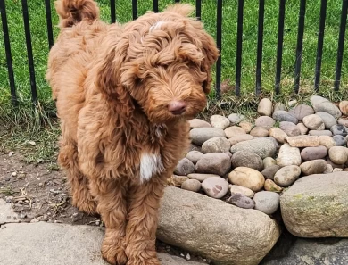 Sullivan Labradoodle