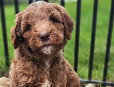 Sullivan Labradoodle