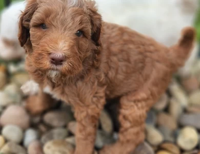 Sullivan Labradoodle