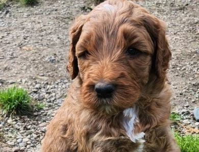 Samson  Labradoodle