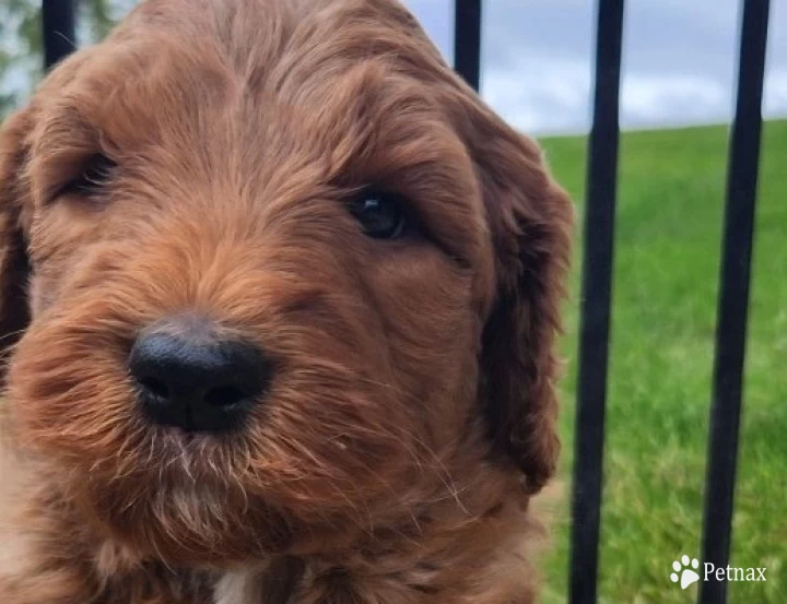 Samson  Labradoodle