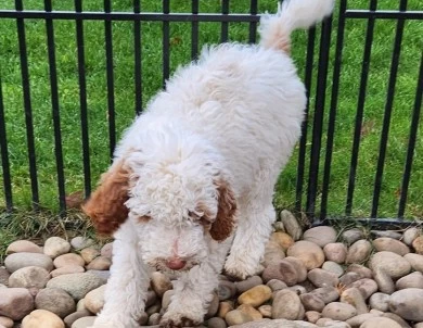 Star  Labradoodle