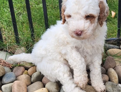 Star  Labradoodle