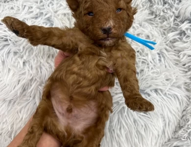 Molly & Keiko’s Mini Goldendoodles 