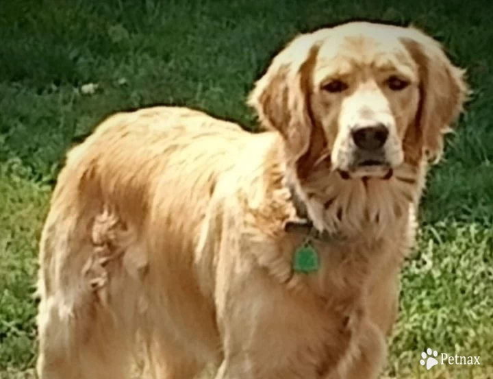 Summer Rose Golden Retriever