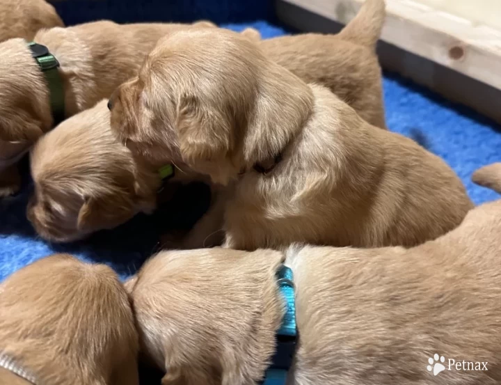 Puppies Golden Retriever