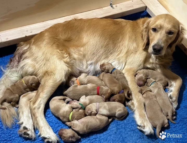 puppies Golden Retriever