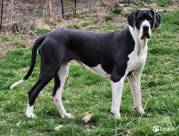 Sachi Blue  Great Dane