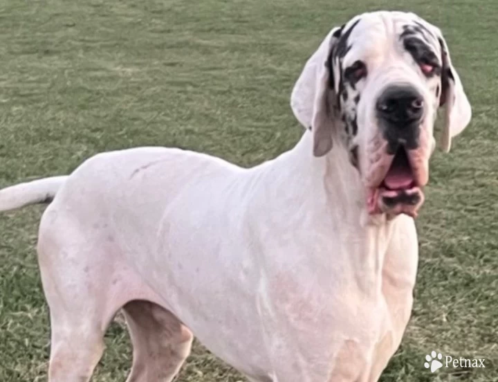 Versace of Land de Black and White  Great Dane