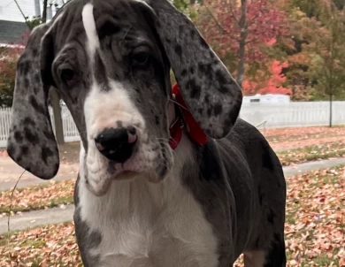 Envy  Great Dane