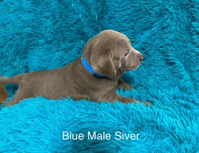 Blue Collar  Labrador Retriever