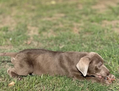 Blue Collar  Labrador Retriever