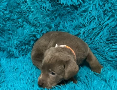 Orange Collar Labrador Retriever