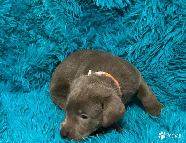 Orange Collar Labrador Retriever