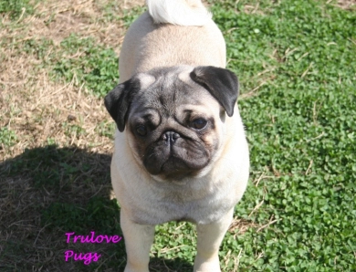 Sugar Pug