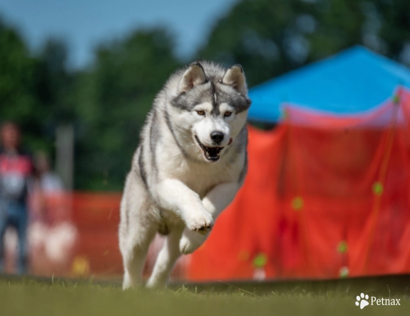 Snowdancer's Ur Captain Speaking Siberian Husky