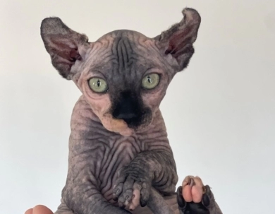 Luna Sphynx