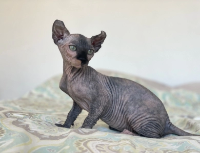 Luna Sphynx