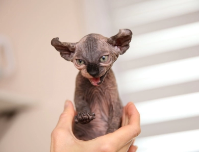 Luna Sphynx