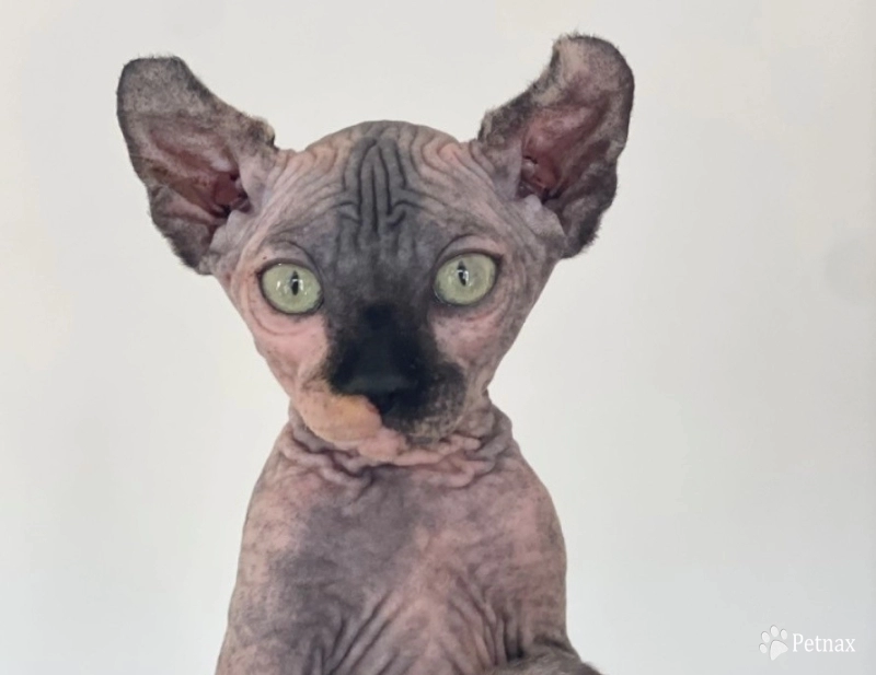 Luna Sphynx