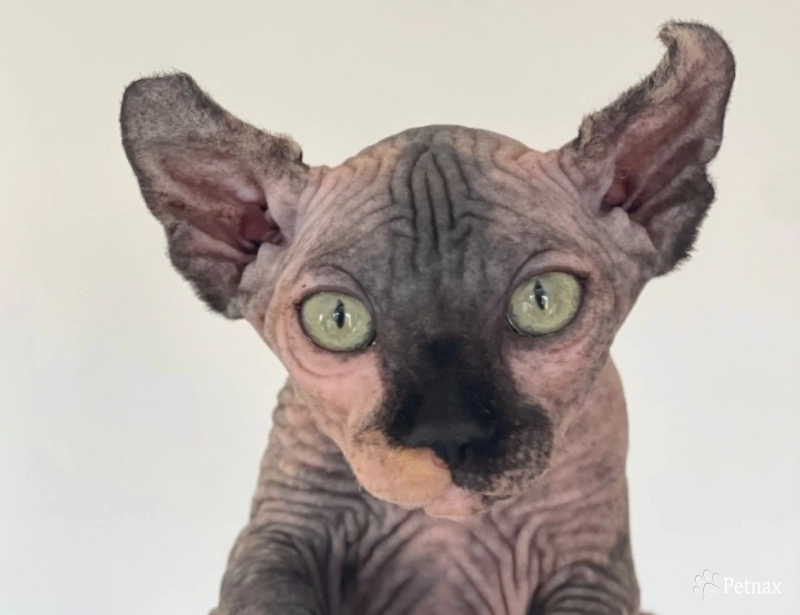 Luna Sphynx