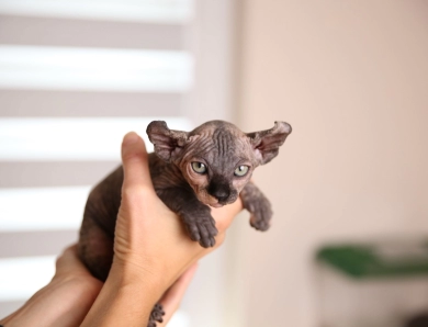 Luna Sphynx