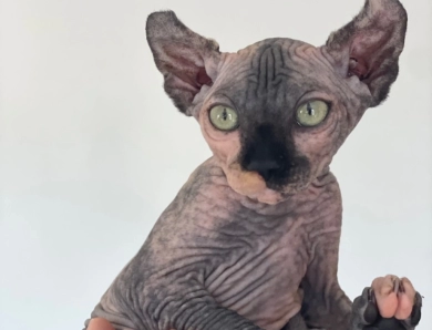 Luna Sphynx