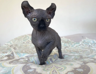 Misty Sphynx