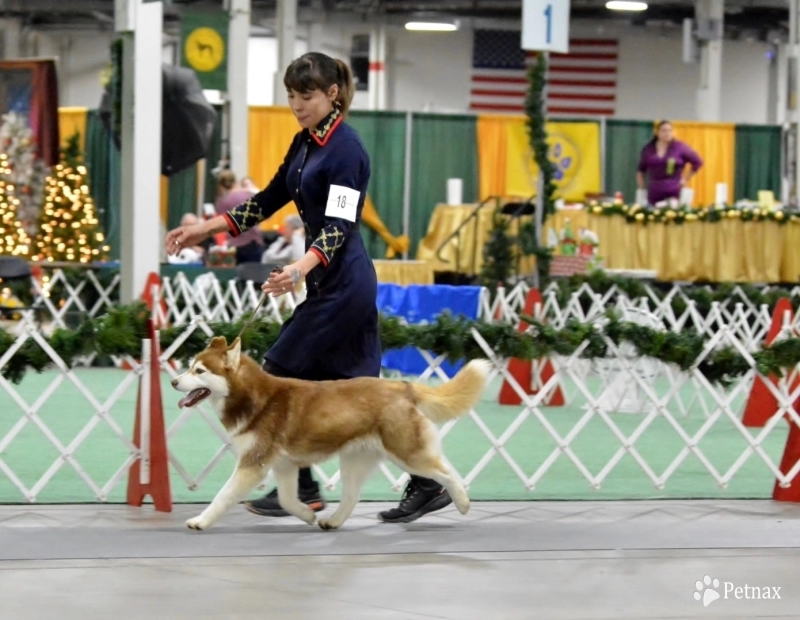 Midnight white's Forged In Fire At Snowdancer Siberian Husky