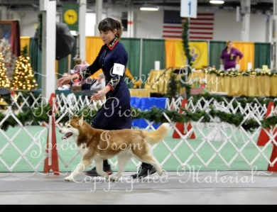 Midnight white's Forged In Fire At Snowdancer Siberian Husky