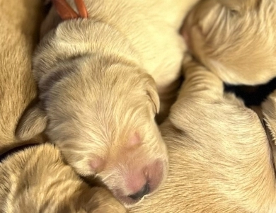 Miss Pink Golden Retriever