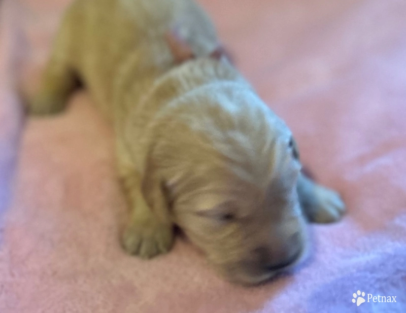 Miss Rose Golden Retriever